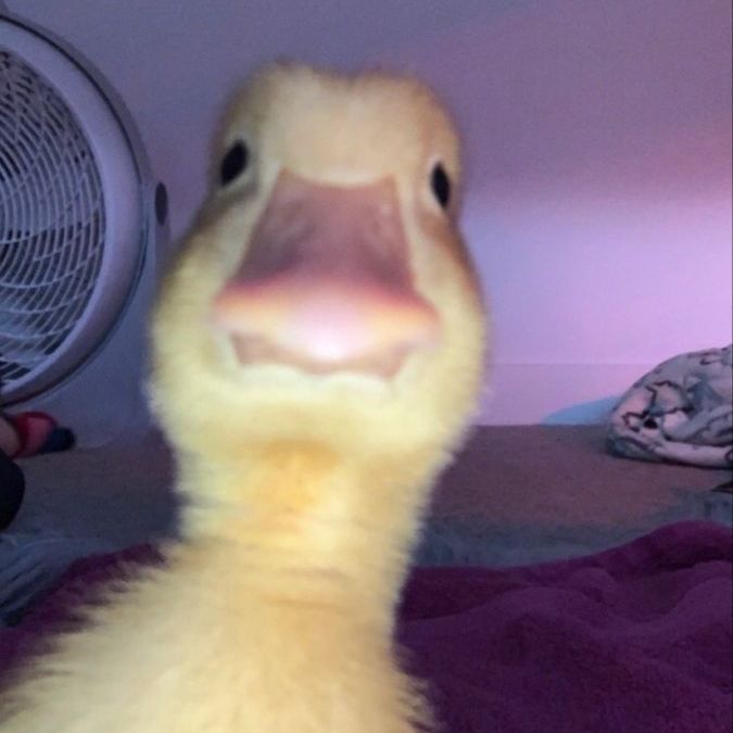 _Pingu1N_