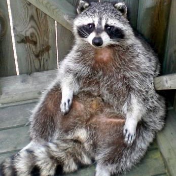 RickyRaccoon avatar