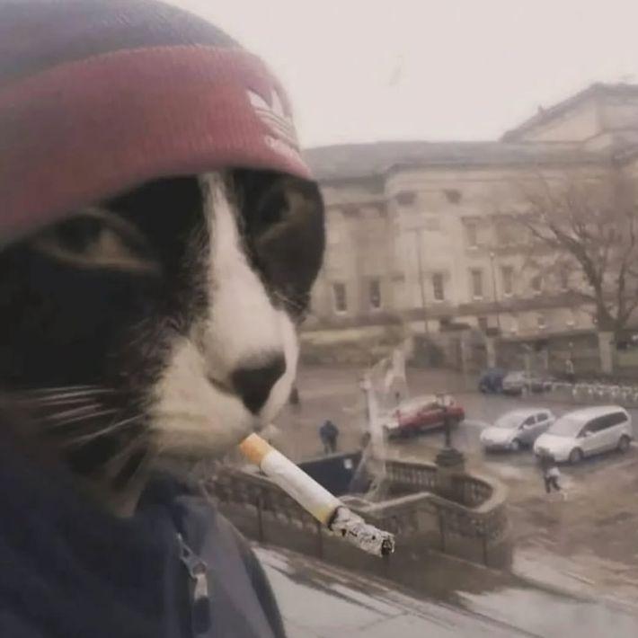 yungscr1bl avatar