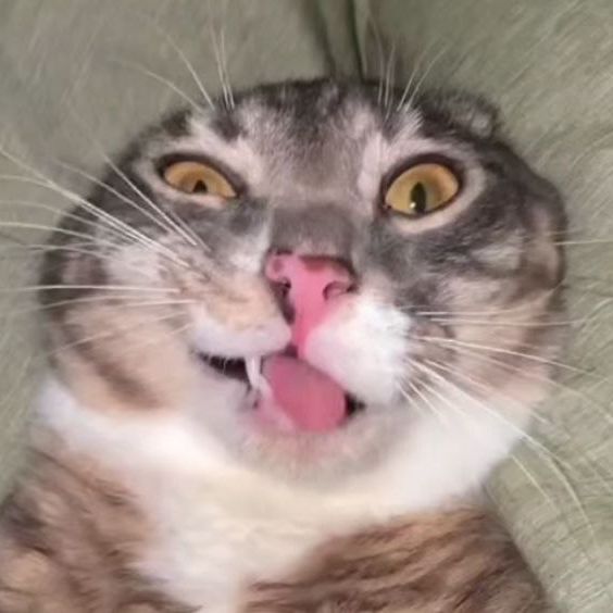 BotiQ_