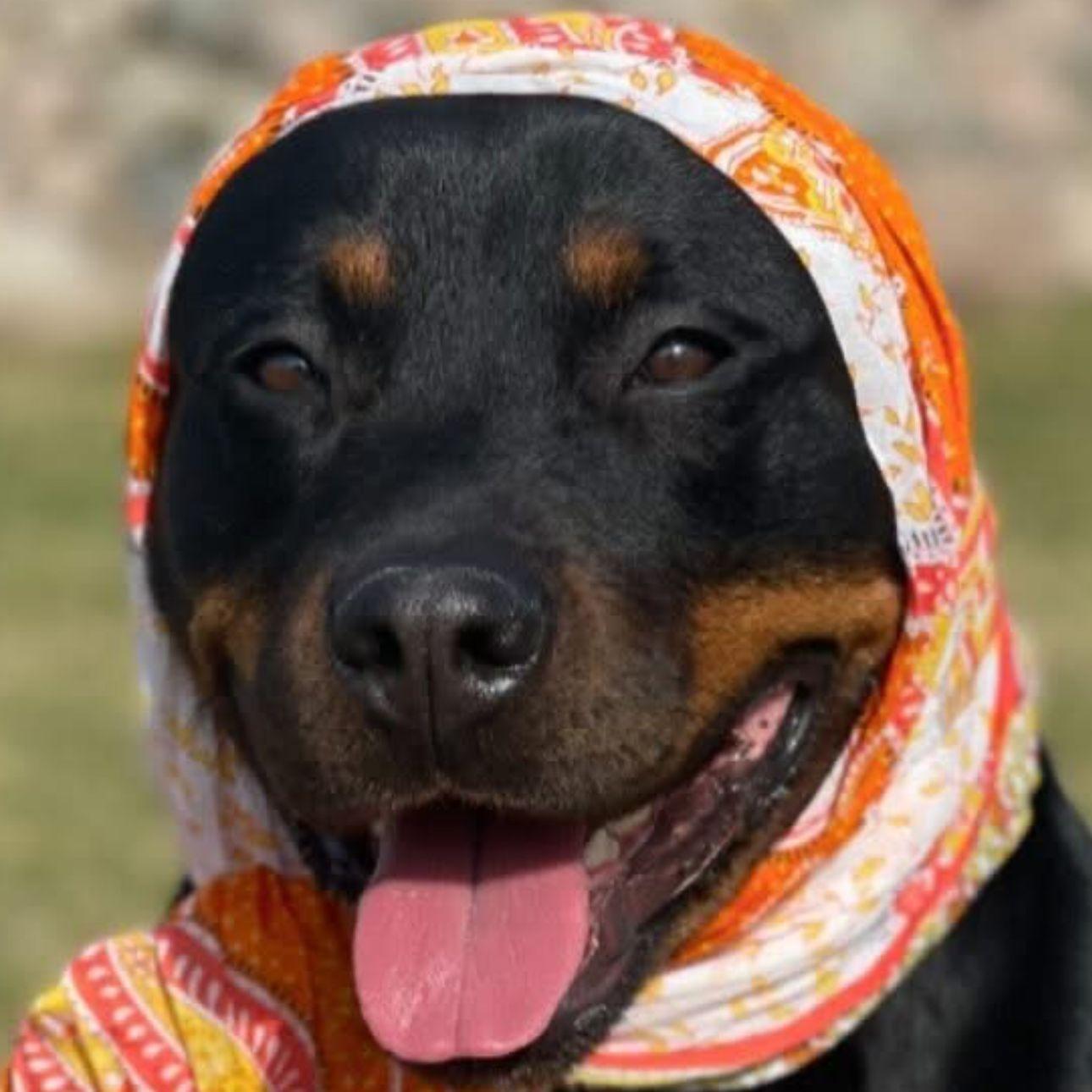 IISuperiorII avatar