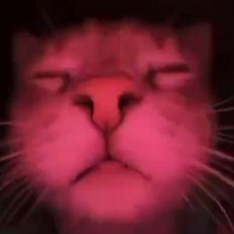 tasklast avatar