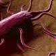 Listeria avatar