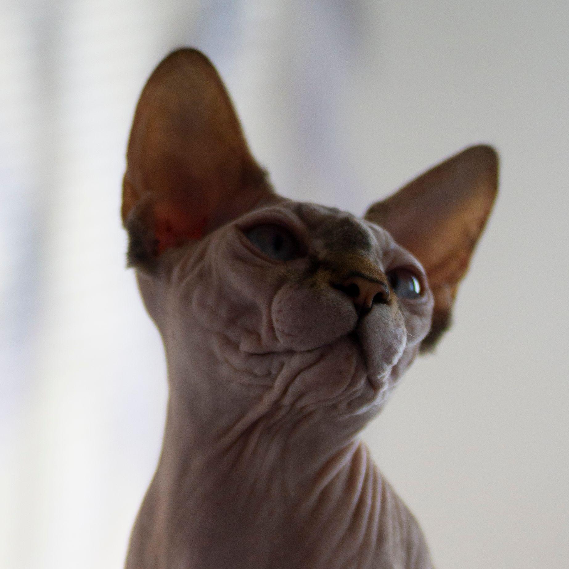vavricio avatar