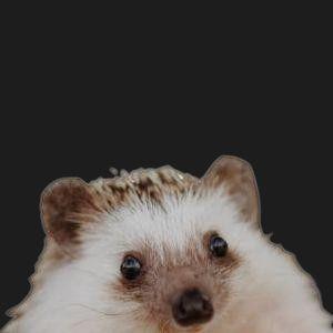mekipoghe avatar