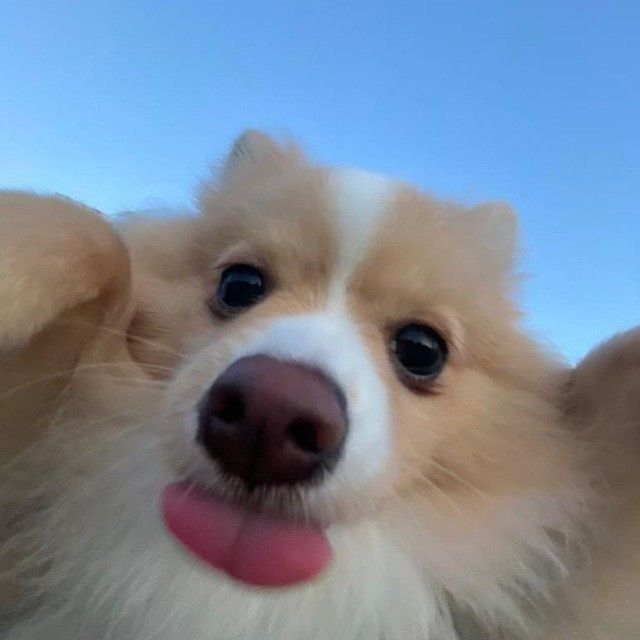 scaredok