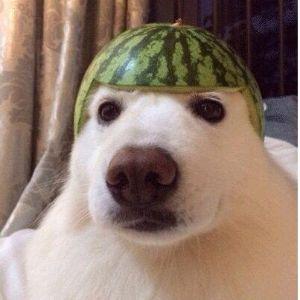 Feelz1_