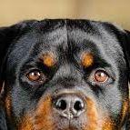 Rotweiler_go avatar