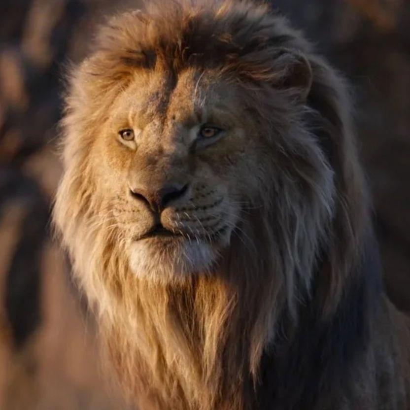 Mufasa63 avatar