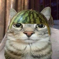 nexioo0 avatar