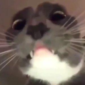 ayecyxd avatar