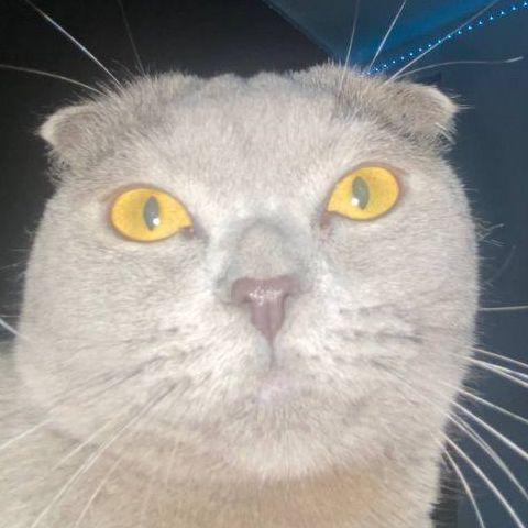Stivic avatar