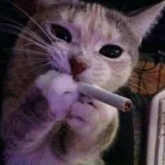 Quehu
