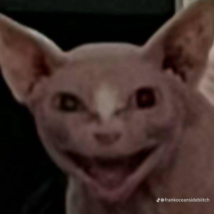 LILSHEEEEES avatar
