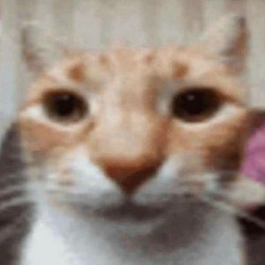 Mongletard