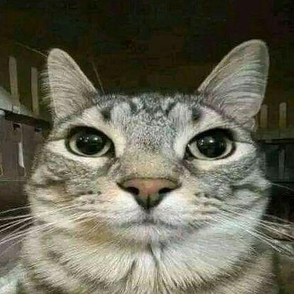 Cosich52 avatar