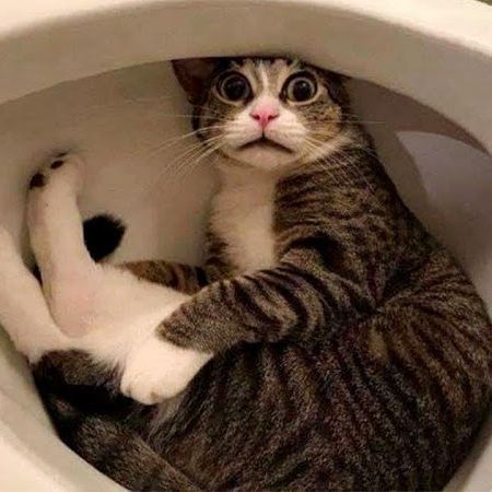 Oreo_wu
