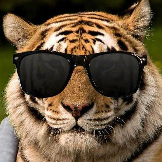 zebra400 avatar