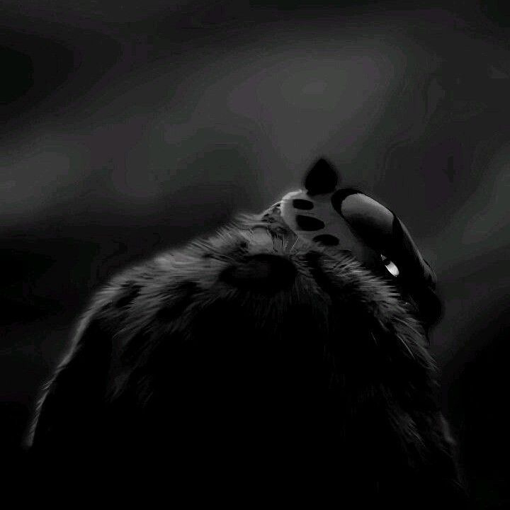 Zaakkii