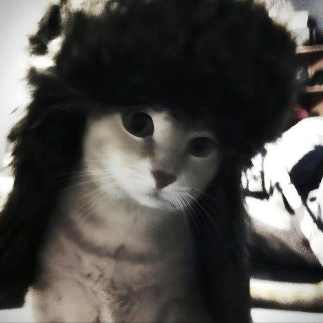 blassq avatar