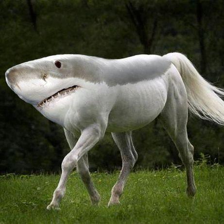 sharkhorse- avatar