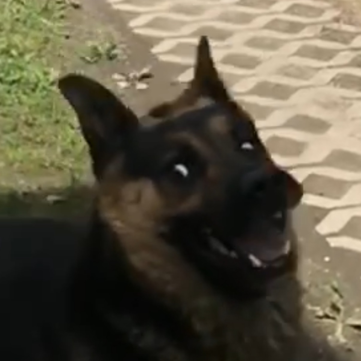 sadlo17
