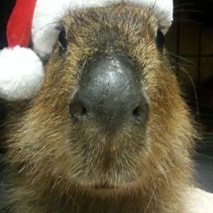 --capybara avatar