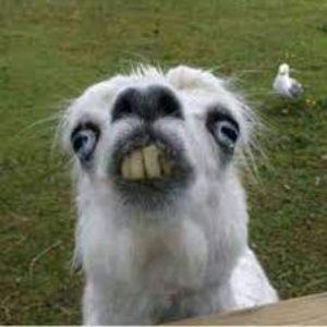 ruski_mies avatar
