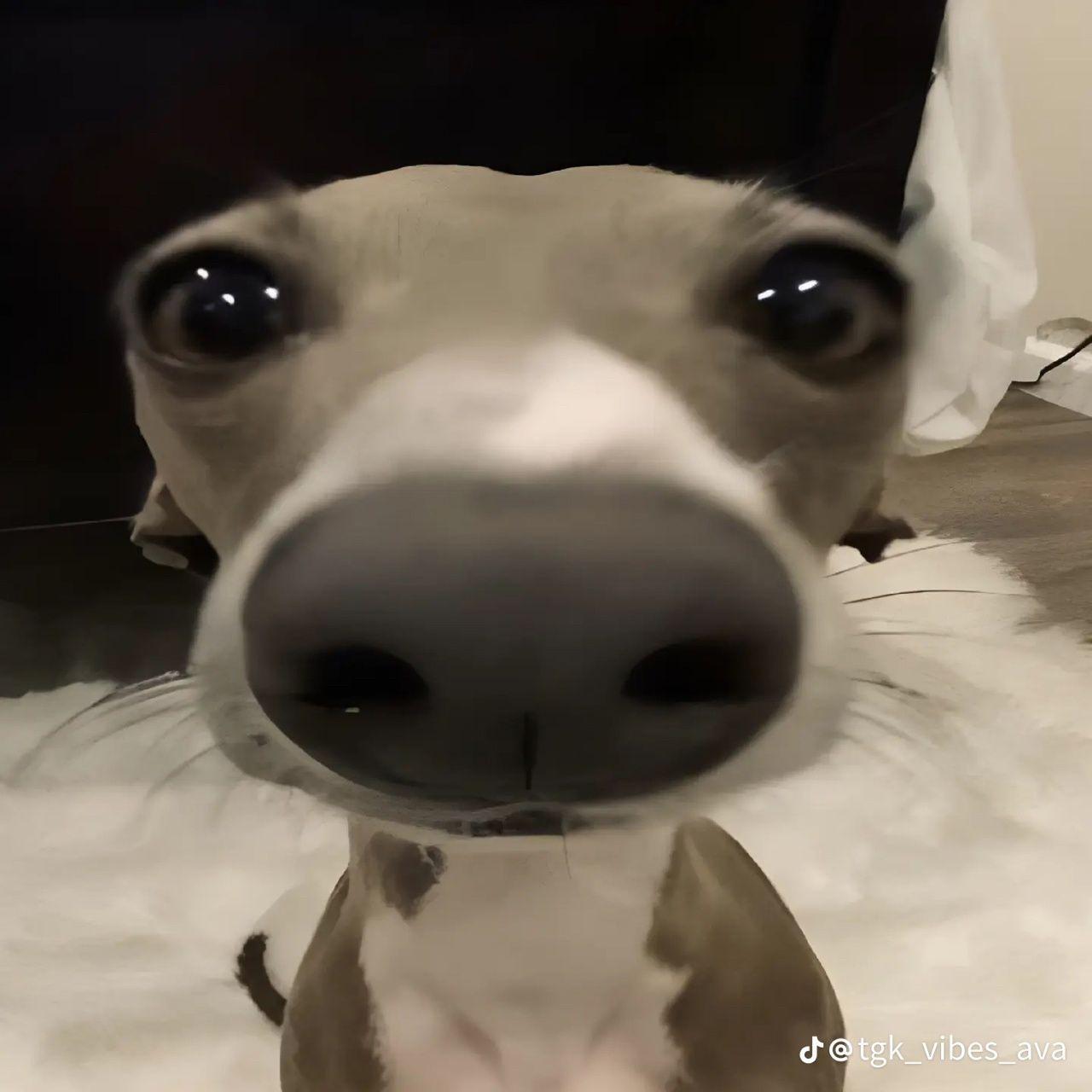 realBogdasha avatar
