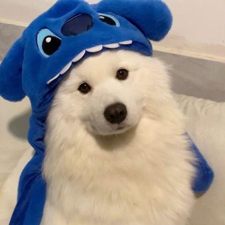 KUM0 avatar