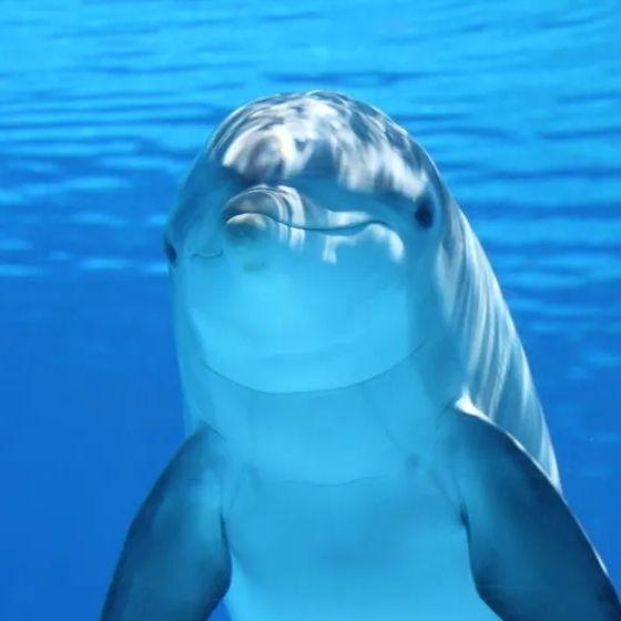 Tdolphin avatar