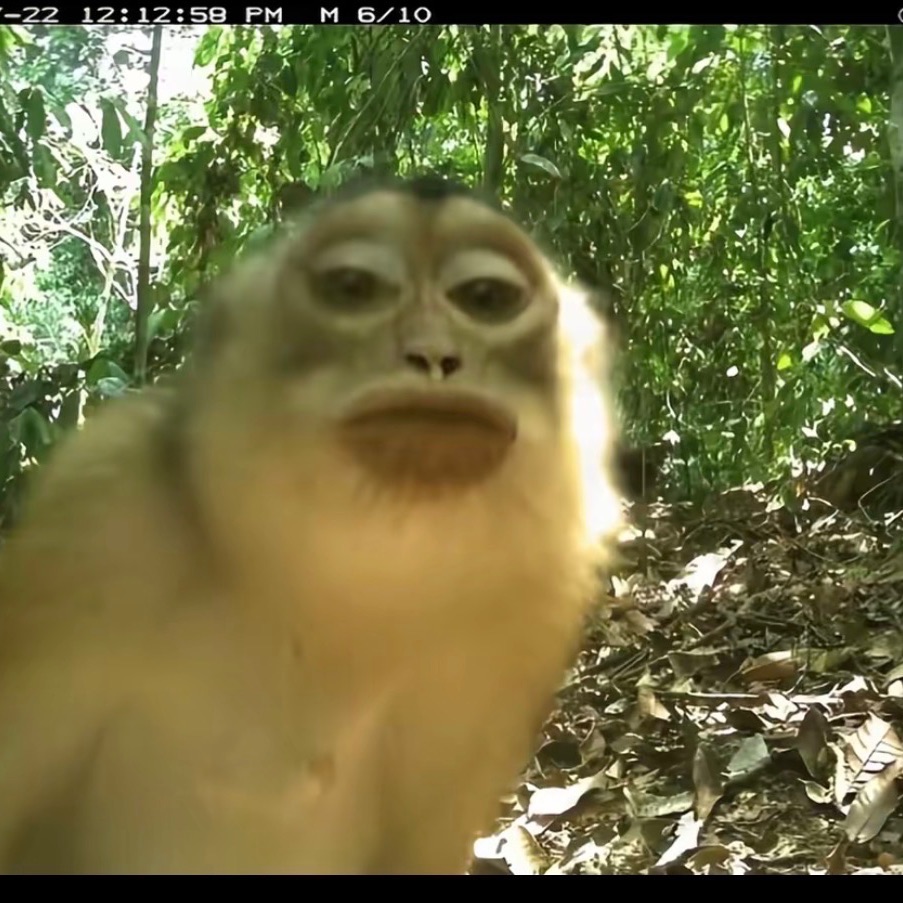 Jah_Monkey