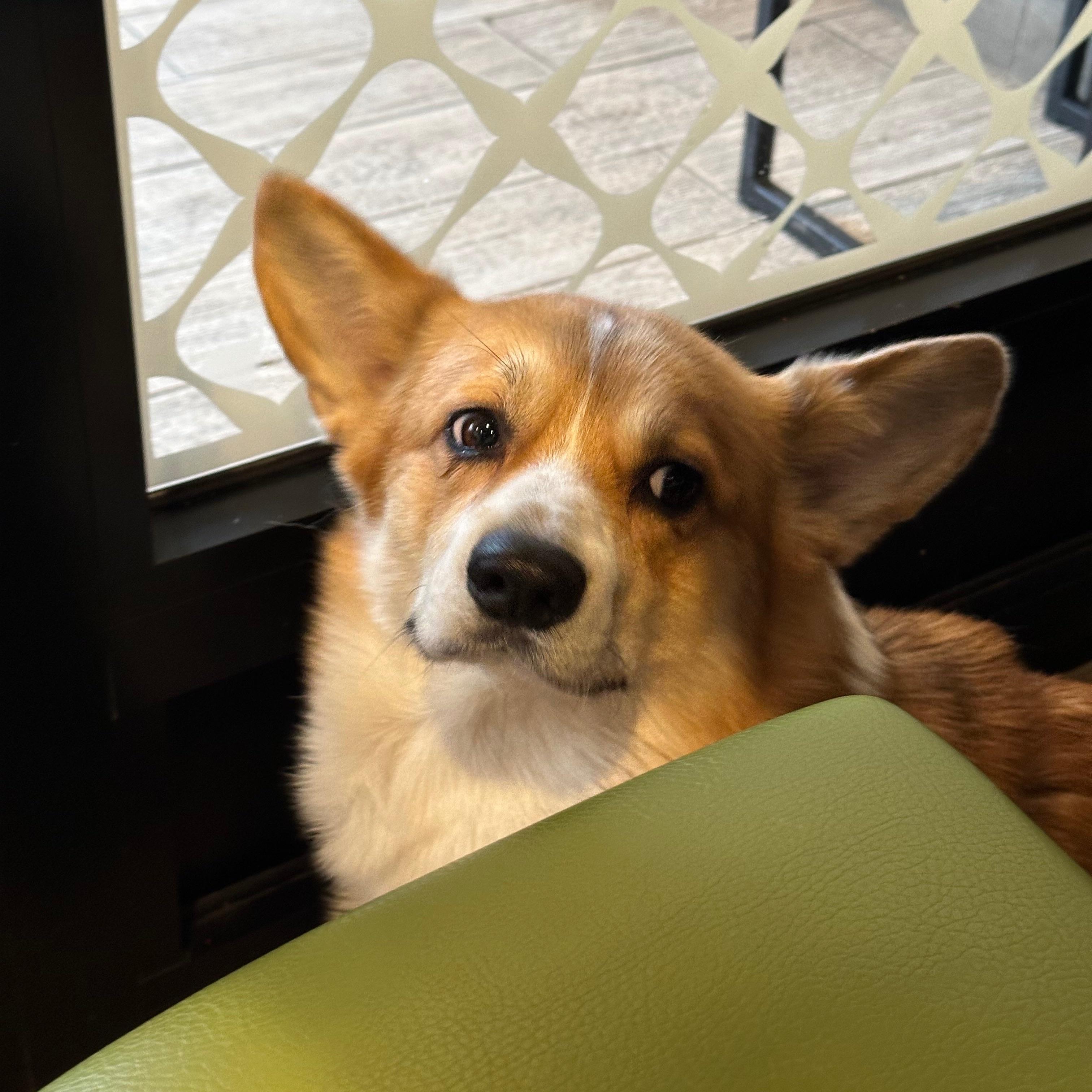 Fluffky avatar