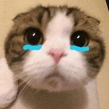 Player I_Am_Sad_Cat avatar