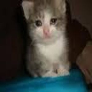 -6767- FACEIT avatar