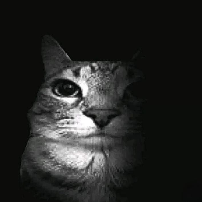 norfy1221