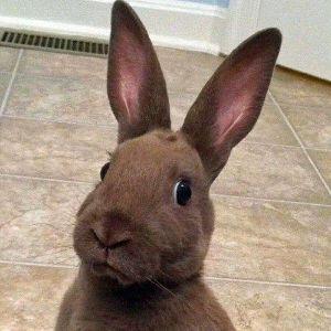 Player light-rabbit avatar