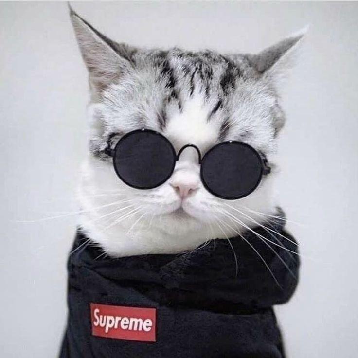 Noobko8 avatar