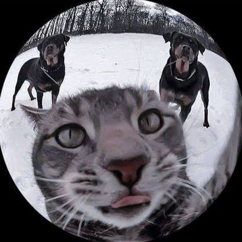 MEOW011
