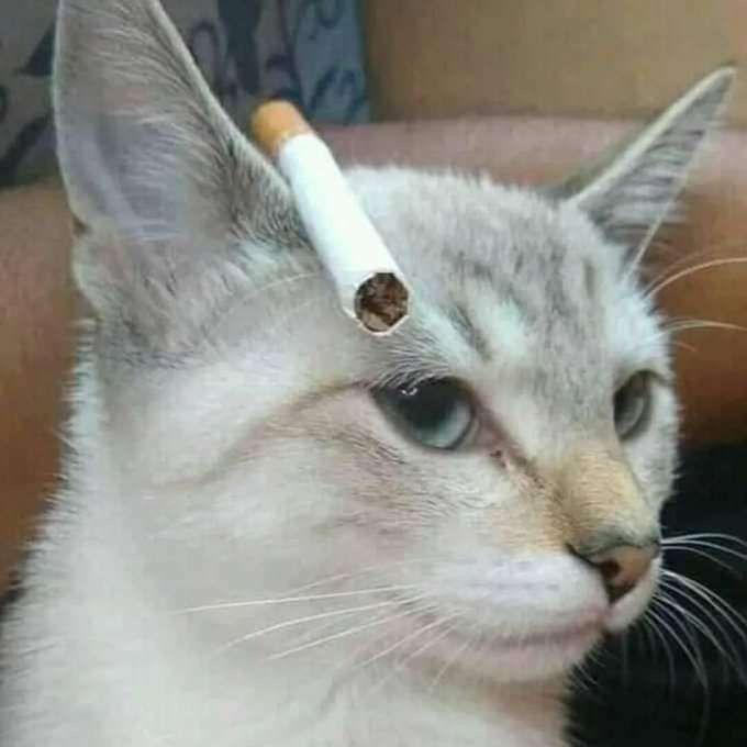 smokedplus avatar