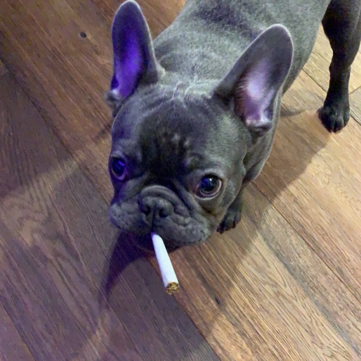 Maestro420