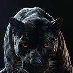 traxvi avatar