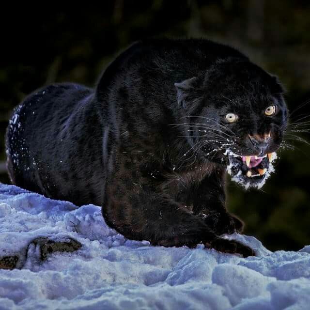 JAGUAR202