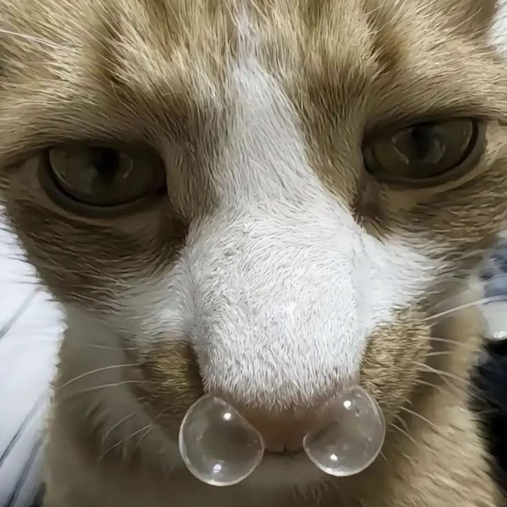 -azxz