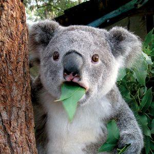 KoalaJeef avatar