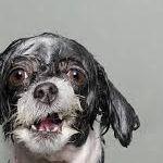moistdog0