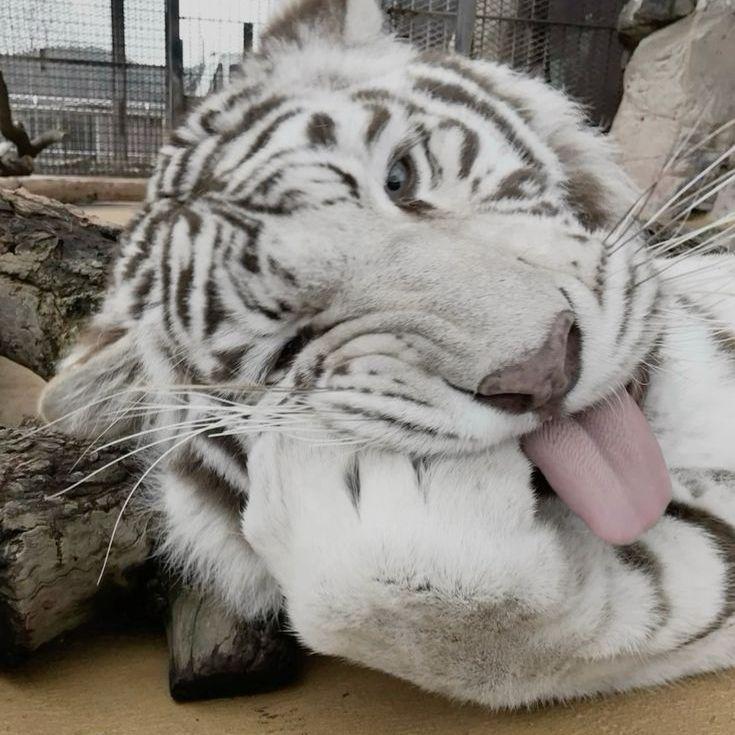 Timber_UwU avatar