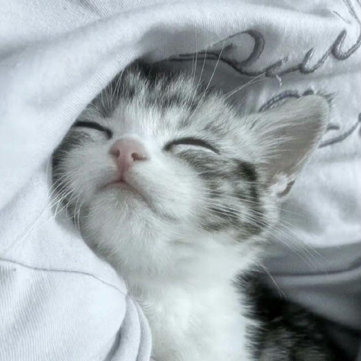 qqkittys avatar