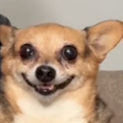 Br0Ccoli