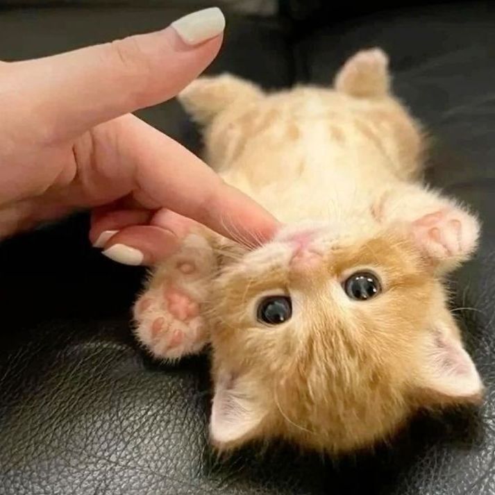 catlover24
